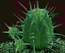 Euphorbia ferox