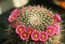 Mammillaria woodsii