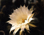 Echinopsis hybr.