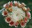 Mammillaria candida