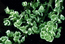 Portulacaria variegata